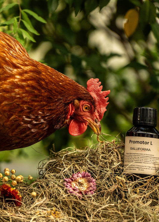 Organismus Booster - Promotor LC