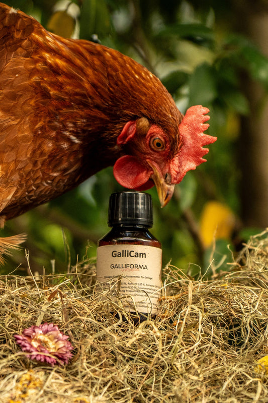 GalliCam- für mehr Bewegungsfreude