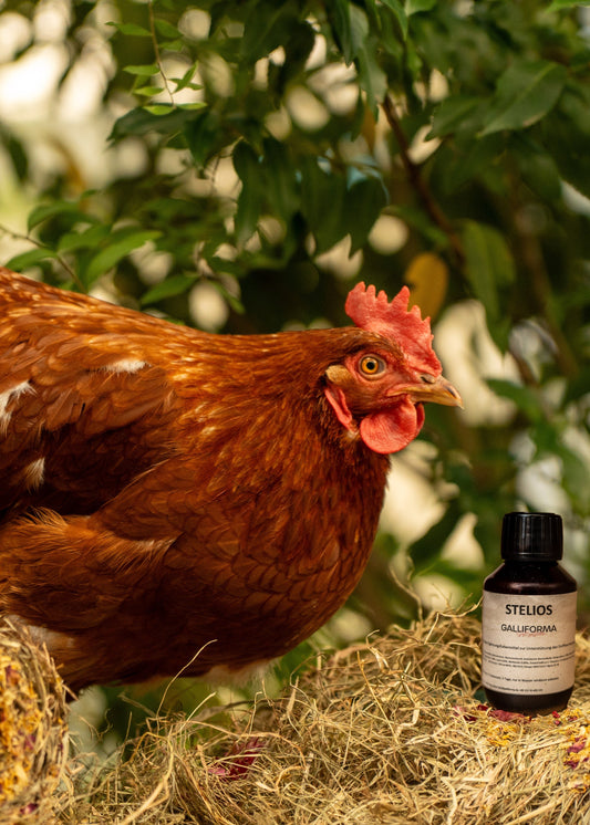 Leberliquid - Stelios