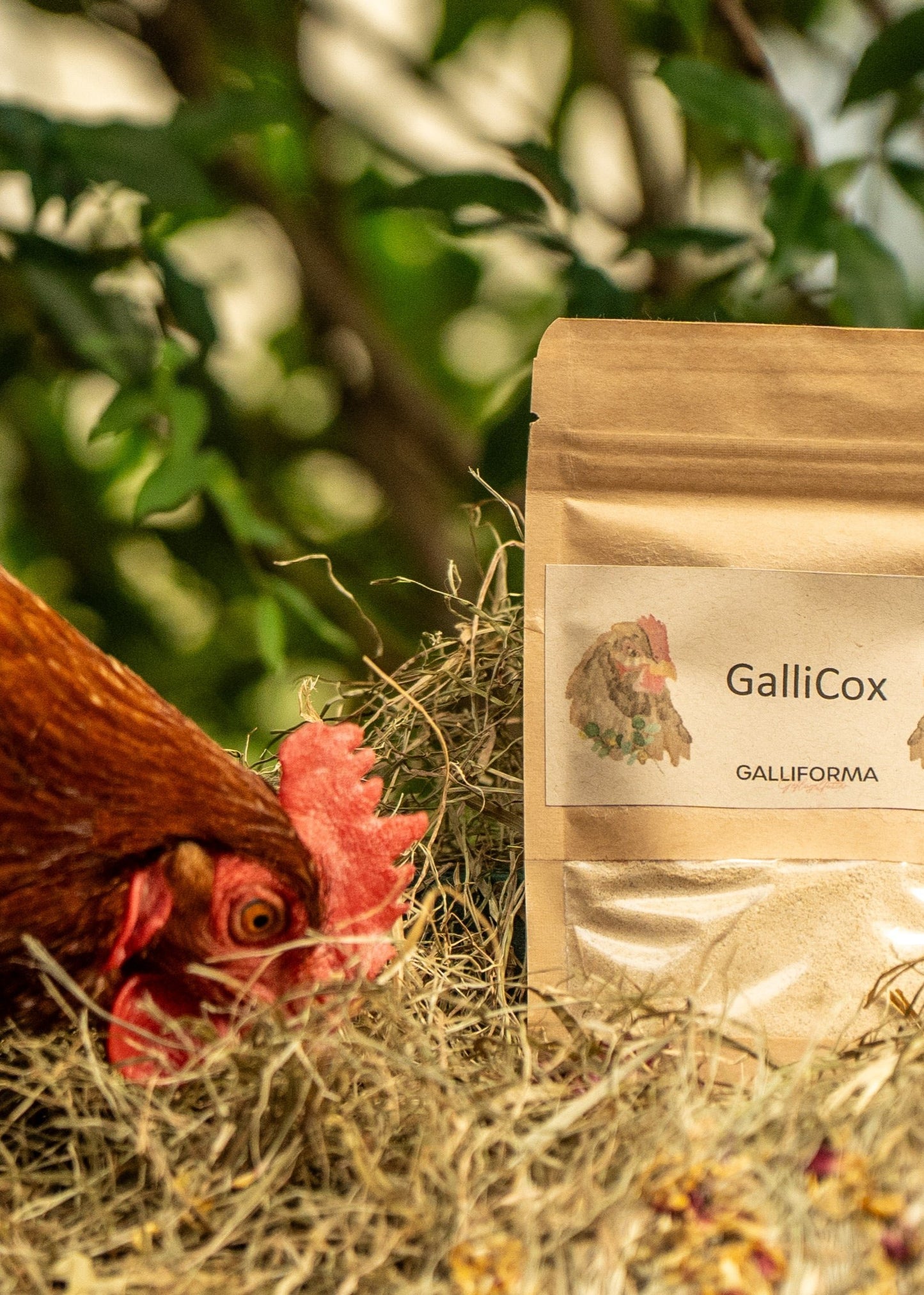 GalliCox